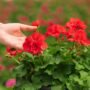 Geranium – Calliope Large Orange Splash – 10″ Patio Pot